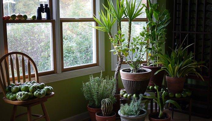 گیاهان آپارتمانی و اهمیت آن‌ها در زندگی امروز