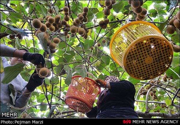 9 ماه از سال در کشور کیوی داریم/ نیاز 10 کشور را تامین می‌کنیم