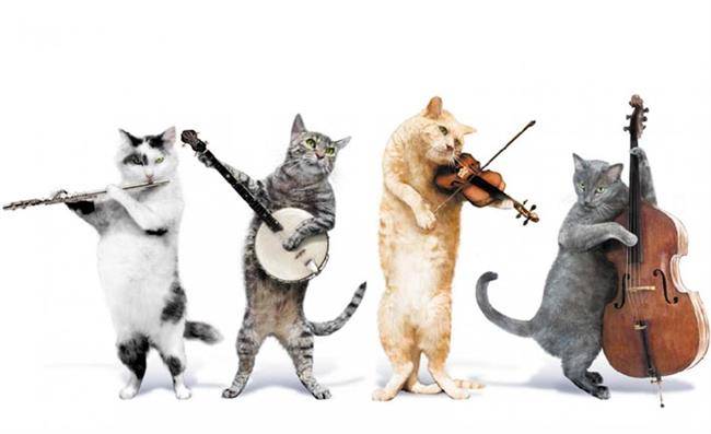 funny-cat-music-band-4891
