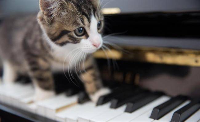kitten_on_piano_keys