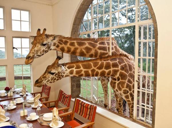 Giraffe-Manor-Kenya-600x449