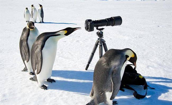 penguins-camera_2192455k