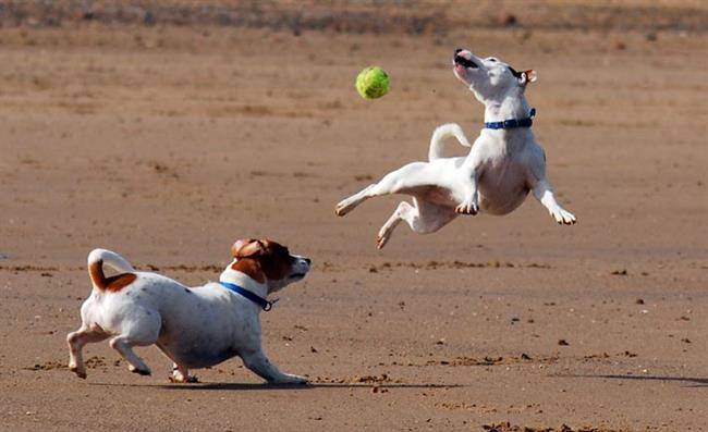 Jack_Russell_Terrier_Eddi_Jumping