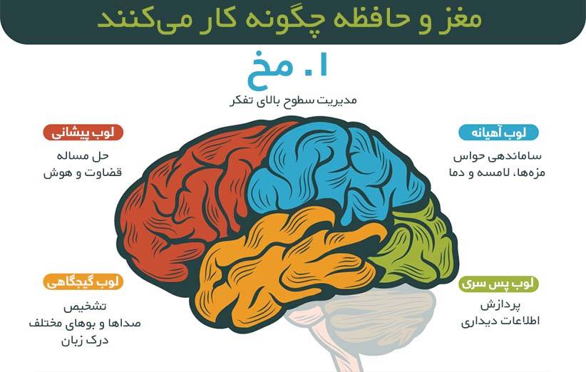 [اینفوگرافیک] مغز و حافظه چگونه کار می‌کنند؟