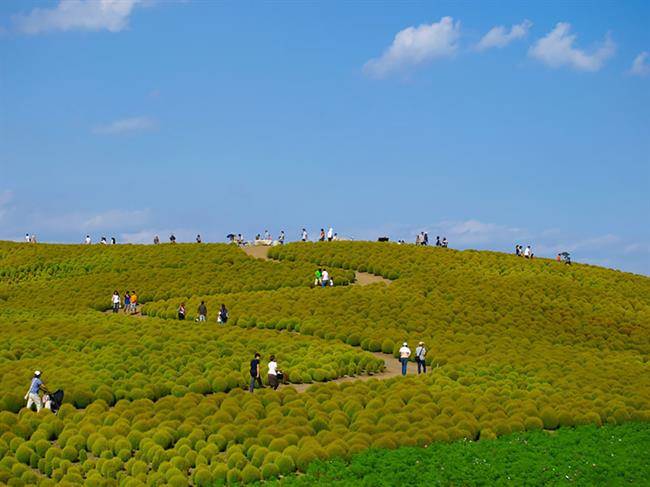 بهار