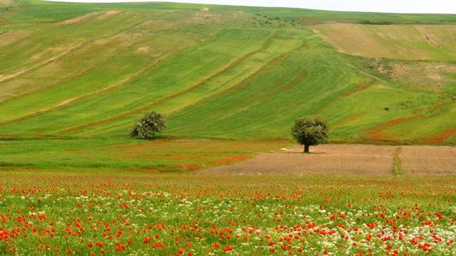 دشت شقایق کالپوش