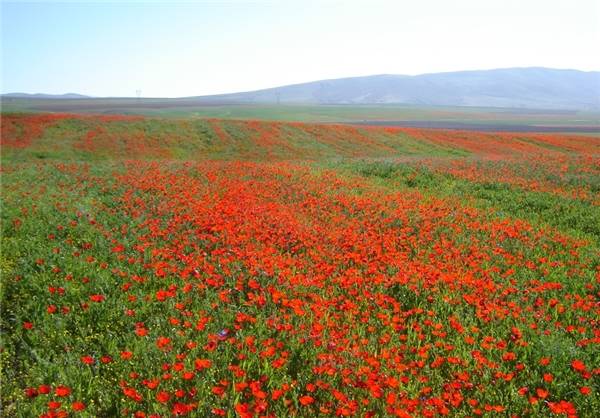 دشت شقایق کالپوش