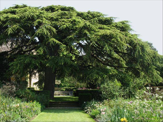 The cedars of Lebanon