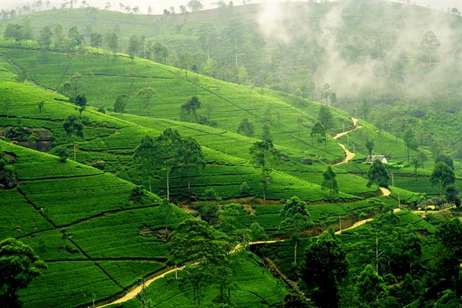 سفر ریلی با قطار از شهر Kandy تا Nuwara Eliya