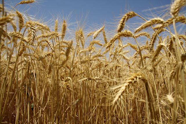 افزایش کیفیت گندم در سایه انجام معامله در بورس کالا