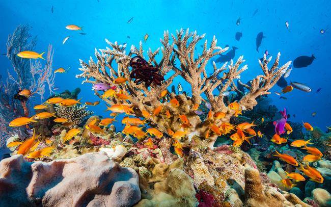 دیواره بزرگ مرجانی Great Barrier Reef 