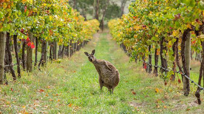 دره کلیر Clare Valley