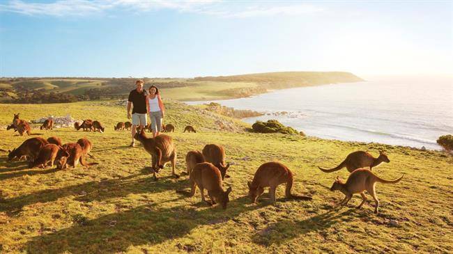 جزیره کانگورو Kangaroo Island