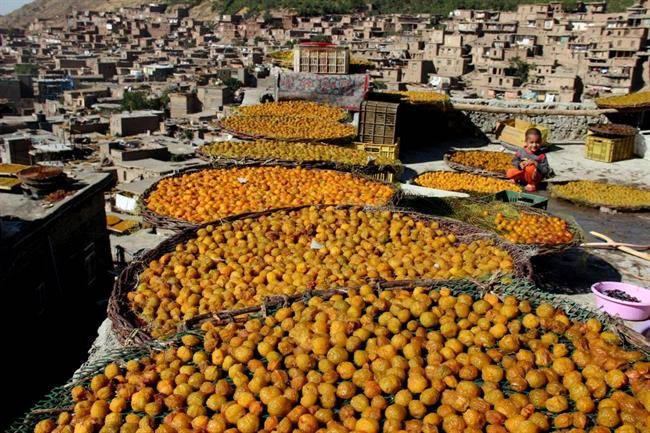 آلوی خرو