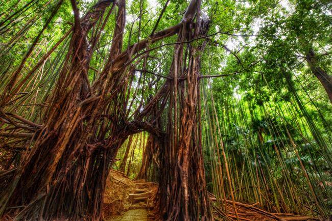 جنگل درختان بامبوی آراشیاما(Arashiyama)