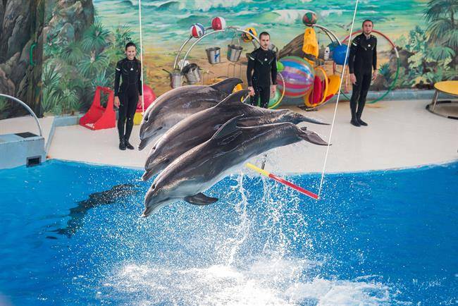 دلفیناریوم سوچی Sochi Dolphinarium