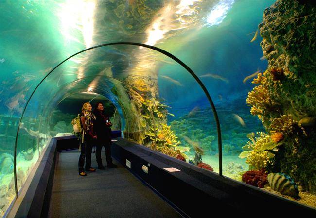 آکواریوم Sochi Discovery World Aquarium