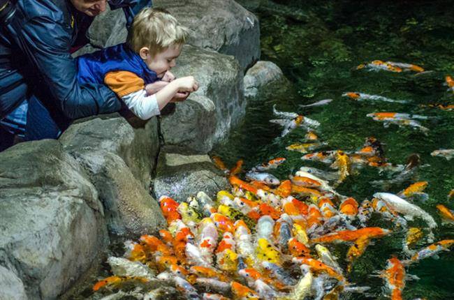 آکواریوم Sochi Discovery World Aquarium