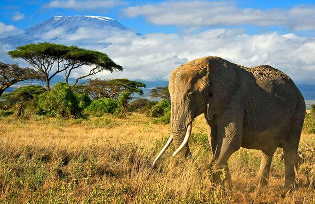 ذخایر ملی Amboseli