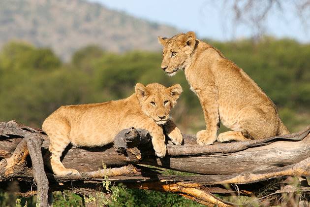 پارک ملی سرنگتی (Serengeti)