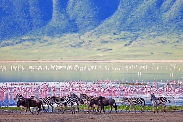  منطقه حفاظت شده نورونگورو ( Ngorongoro )