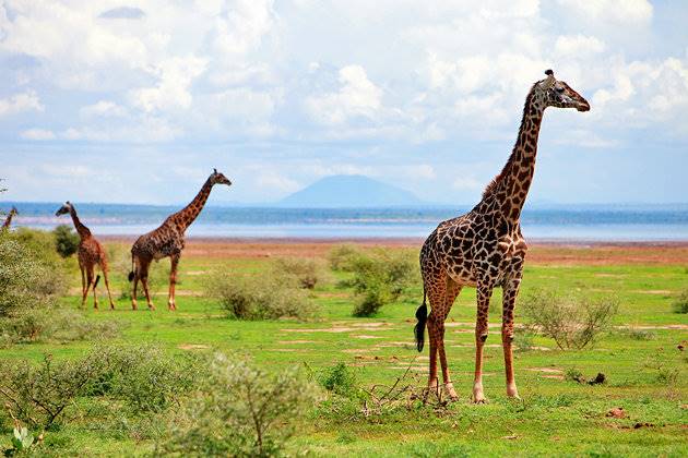 دریاچه مانیارا Lake Manyara