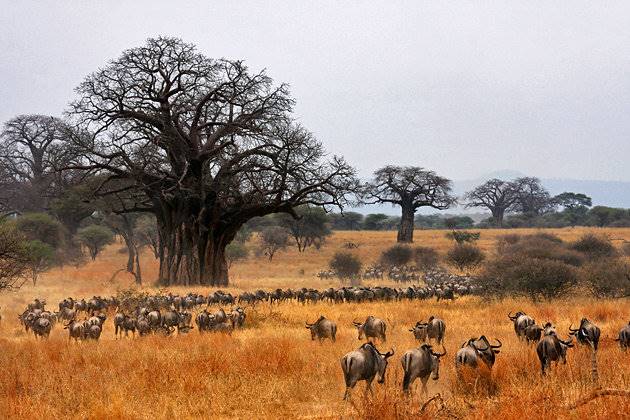 پارک ملی تارانگیر(Tarangire)