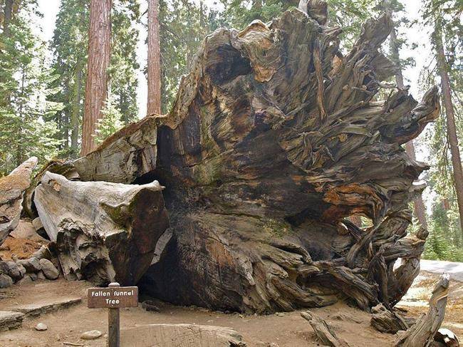 درخت سکویای Wawona Tree3