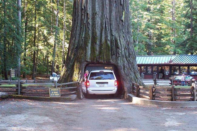 درخت Chandelier Drive-Thru Tree4