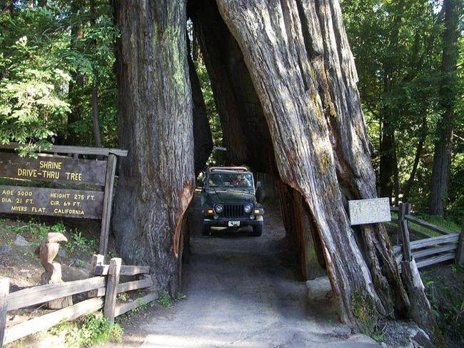 درخت Shrine Drive-Thru Tree