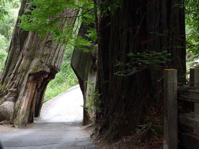 درخت Shrine Drive-Thru Tree2