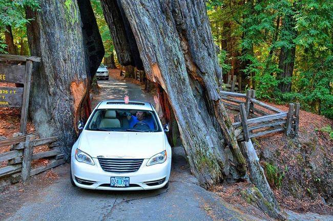 درخت Shrine Drive-Thru Tree3