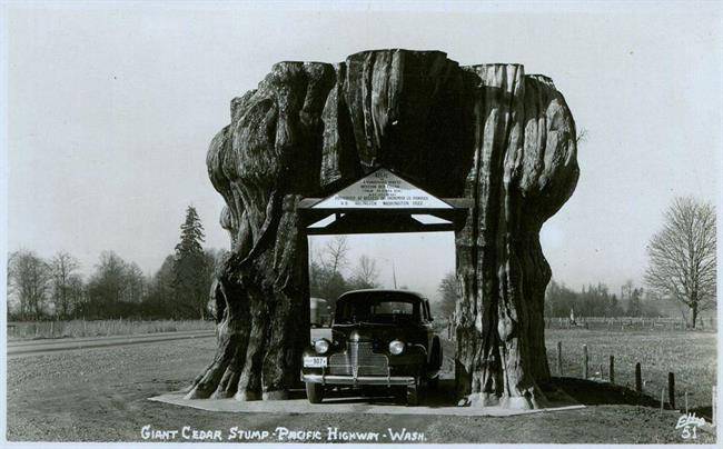 درخت Big Cedar Stump