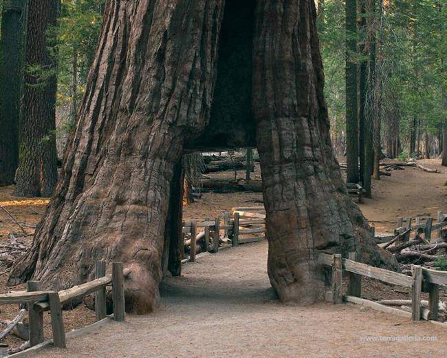 درخت California Tunnel Tree