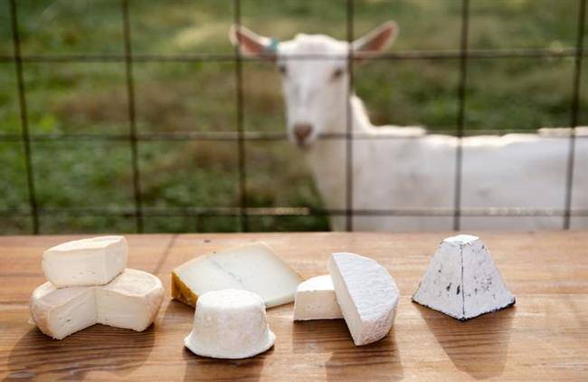 پنیر شیر بز