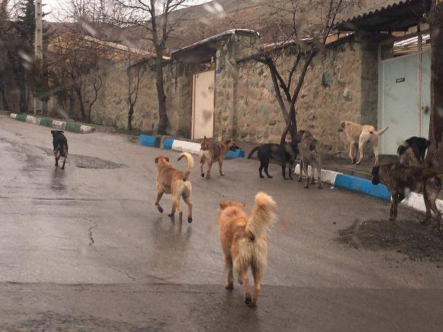 روستای ده ترکمن درمحاصره سگ های ولگرد / مدیریت زباله های روستایی بر عهده شهرداری است