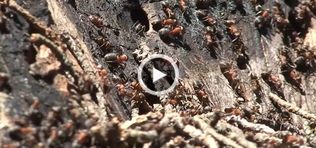 چند فوت و فن برای مقابله با مورچه‌ها