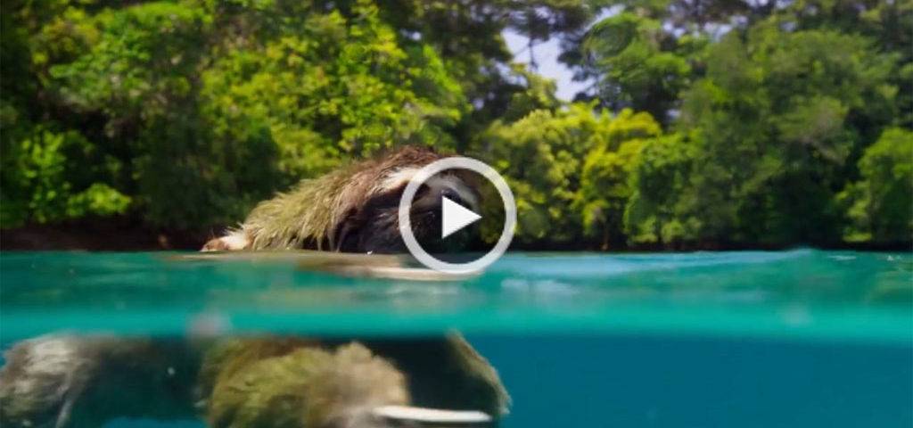 شنای تنبل سه‌ انگشتی در جستجوی جفت (بخشی از Planet Earth II)