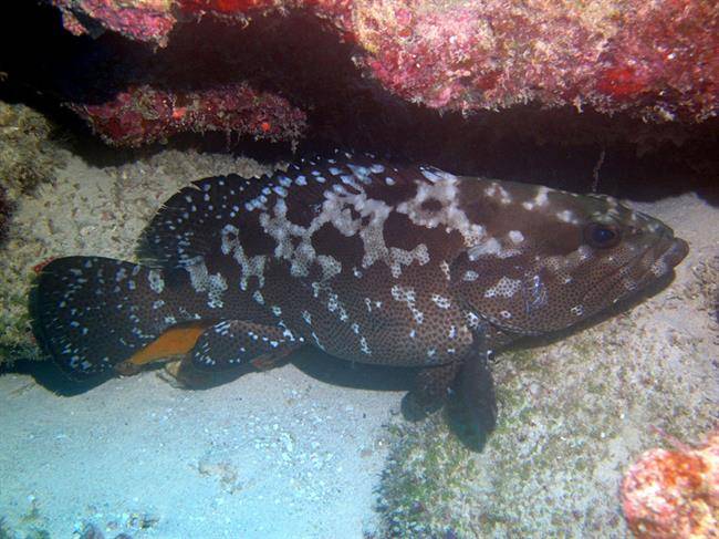 2camouflage-grouper