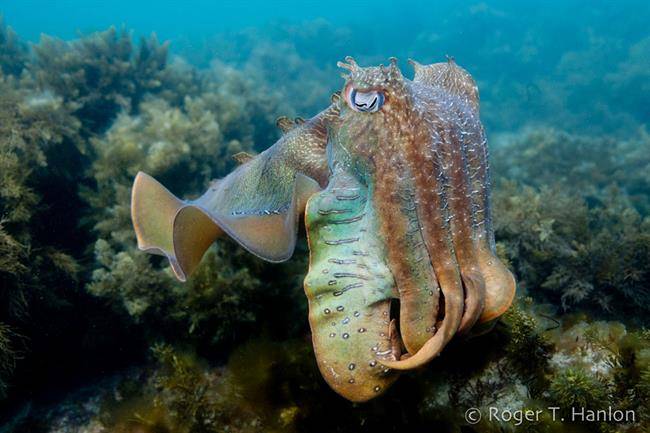 3giant-australian-cuttlefish