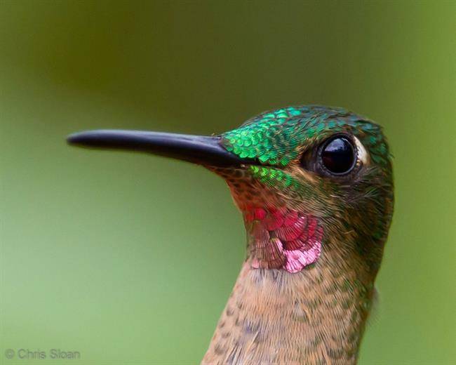 10pink-throated-brilliant