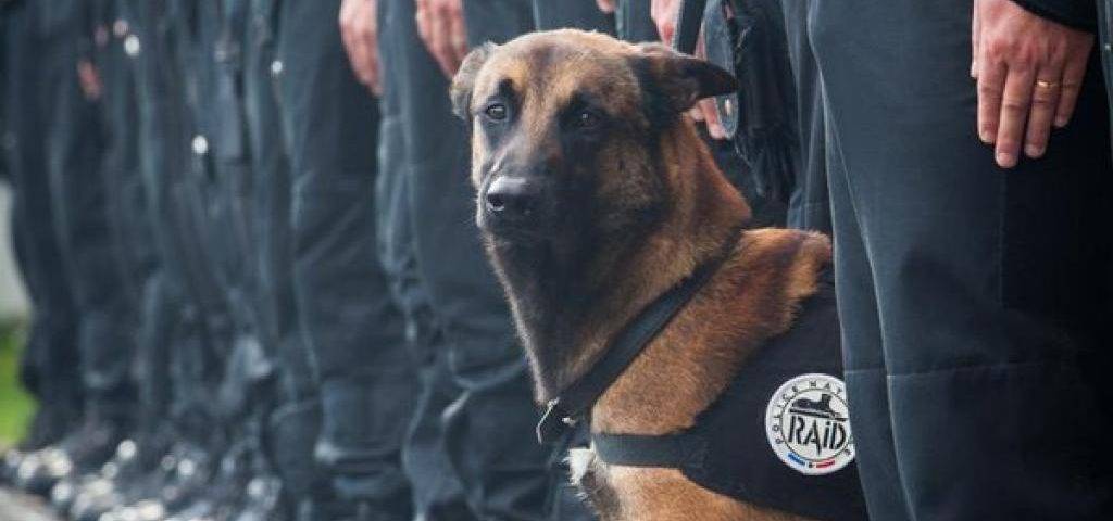 سگ‌ها در خدمت نیرو‌های امدادرسان و پلیس
