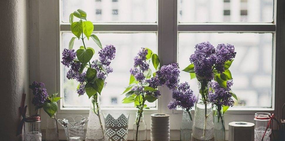 این گیاهان آپارتمانی فضای اتاق را خوشبو می‌کنند