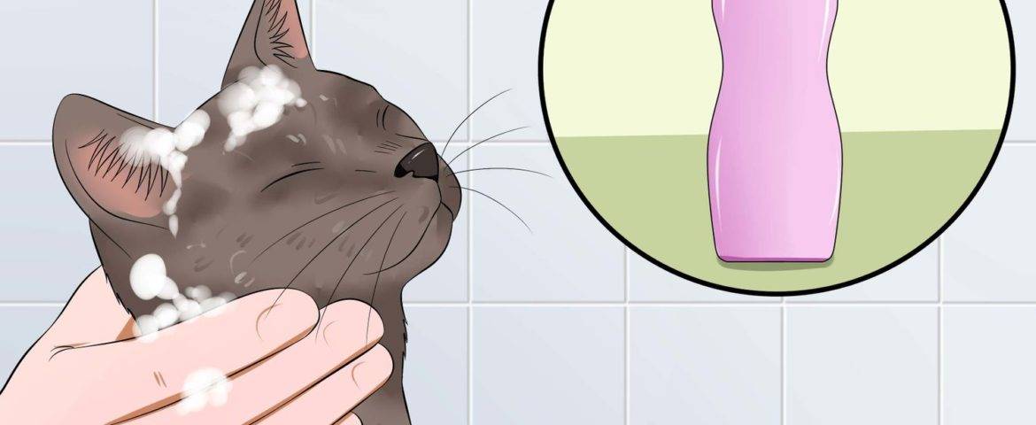 فوت‌وفن حمام گربه