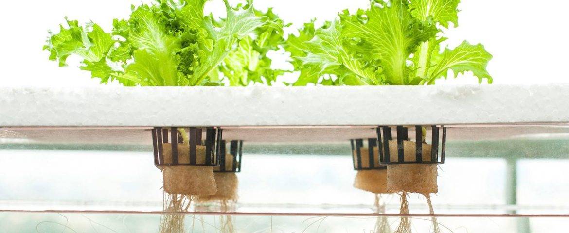 این 6 سبزی را در آب پرورش دهید!