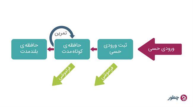 تقویت حافظه کوتاه مدت - مراحل حافظه