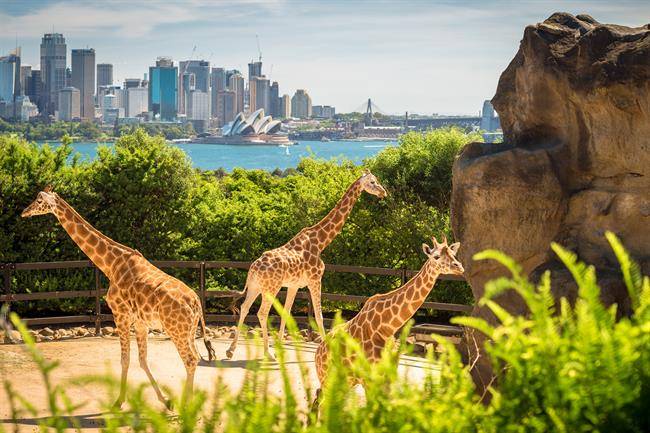 باغ وحش تارونگا Taronga Zoo