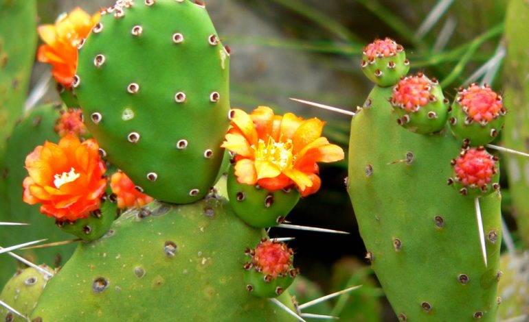 انجیری تیغ دار، برای خانه