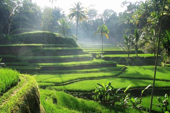 مزارع برنج در منطقه اوبود - Tegallalang Rice Terraces