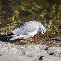 عکس/شناسایی آنفلوانزا در لاشه پرندگان مهاجر دریاچه خلیج فارس تهران